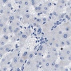 Anti-BOLL Antibody