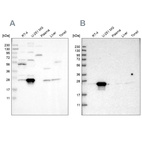 Anti-BAG2 Antibody