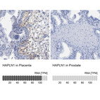 Anti-HAPLN1 Antibody