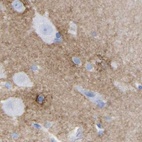 Anti-HAPLN1 Antibody