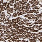 Immunohistochemical staining of human heart muscle shows high expression.