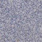 Immunohistochemical staining of human pancreas shows low expression as expected.