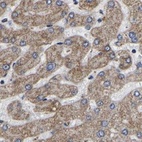 Anti-UQCRC2 Antibody