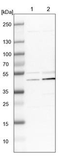 Lane 1: NIH-3T3 cell lysate (Mouse embryonic fibroblast cells)_br/_Lane 2: NBT-II cell lysate (Rat Wistar bladder tumour cells)