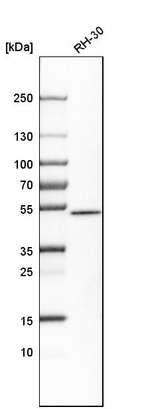 Anti-SNX30 Antibody