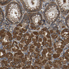 Anti-SAMD9L Antibody