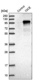 Anti-IQCE Antibody