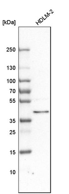 Anti-PPID Antibody