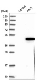 Anti-PPID Antibody