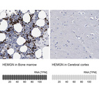 Anti-HEMGN Antibody