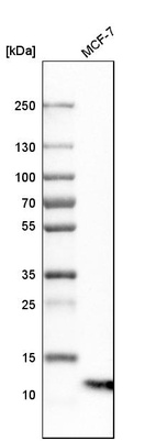 Anti-S100A13 Antibody