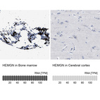 Anti-HEMGN Antibody