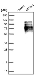 Anti-HEMGN Antibody