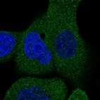 Anti-STRIP2 Antibody