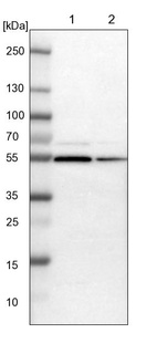 Anti-DDX56 Antibody