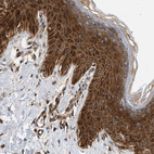 Anti-DUSP14 Antibody