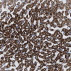 Anti-JADE1 Antibody