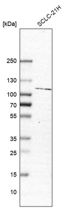 Anti-JADE1 Antibody