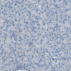 Anti-C7orf49 Antibody