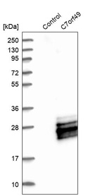 Anti-C7orf49 Antibody