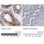 Anti-DDX25 Antibody