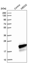 Anti-MED22 Antibody