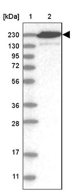 Anti-CNTRL Antibody