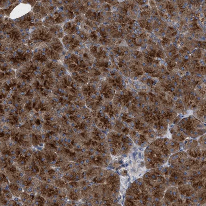 Anti-C9orf16 Antibody