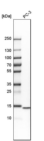 Anti-HINT2 Antibody