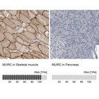 Anti-MURC Antibody