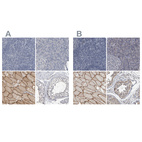 Anti-MURC Antibody