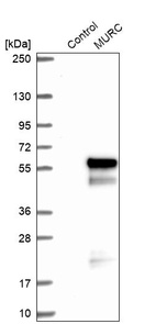 Anti-MURC Antibody