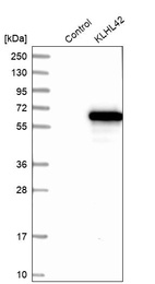 Anti-KLHL42 Antibody