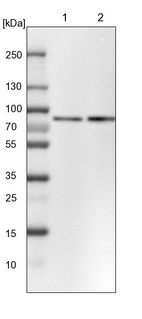 Anti-PLAA Antibody