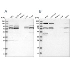 Anti-PLAA Antibody