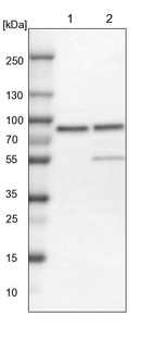 Anti-PLAA Antibody