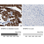 Anti-MYBPC1 Antibody