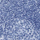 Anti-MYBPC1 Antibody