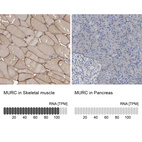 Anti-MURC Antibody