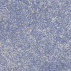 Anti-MURC Antibody