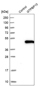 Anti-GTPBP10 Antibody