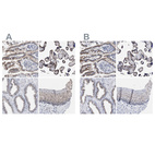 Anti-GOLGA2 Antibody