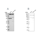 Anti-GOLGA2 Antibody