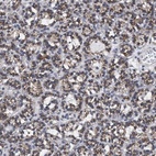 Anti-GOLGA2 Antibody