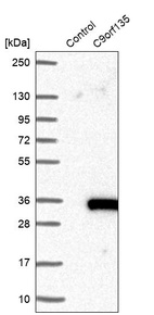 Western blot analysis in control (vector only transfected HEK293T lysate) and C9orf135 over-expression lysate (Co-expressed with a C-terminal myc-DDK tag (~3.1 kDa) in mammalian HEK293T cells, LY423243).