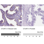 Anti-C7orf57 Antibody