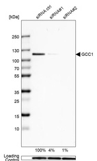 Anti-GCC1 Antibody