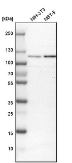 Anti-GCC1 Antibody