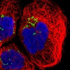 Anti-GCC1 Antibody