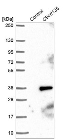 Western blot analysis in control (vector only transfected HEK293T lysate) and C9orf135 over-expression lysate (Co-expressed with a C-terminal myc-DDK tag (~3.1 kDa) in mammalian HEK293T cells, LY423243).